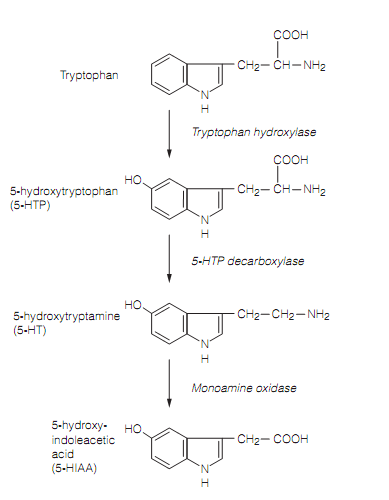 2146_Synthesis of serotonin.png